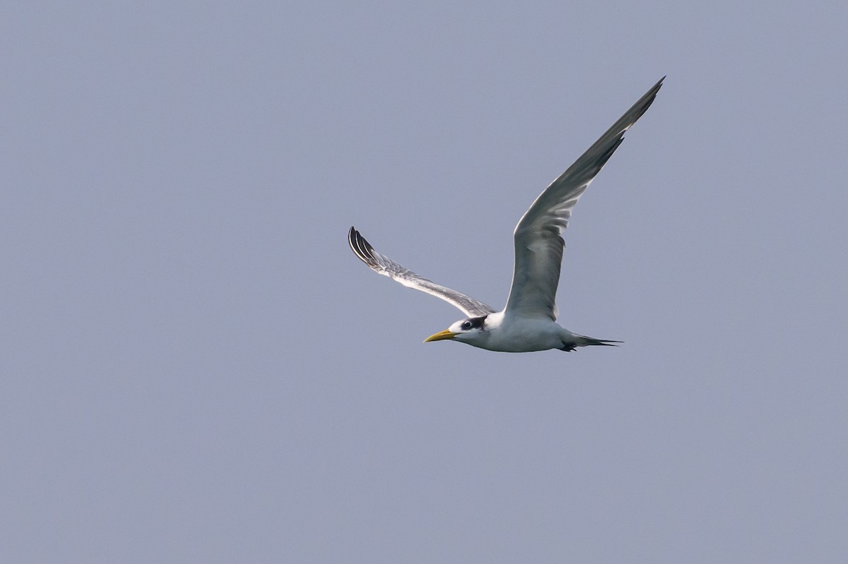 Great Crested Tern - ML614141479