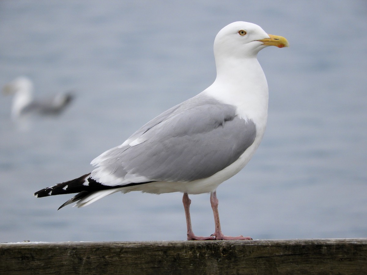 Herring Gull - ann carter