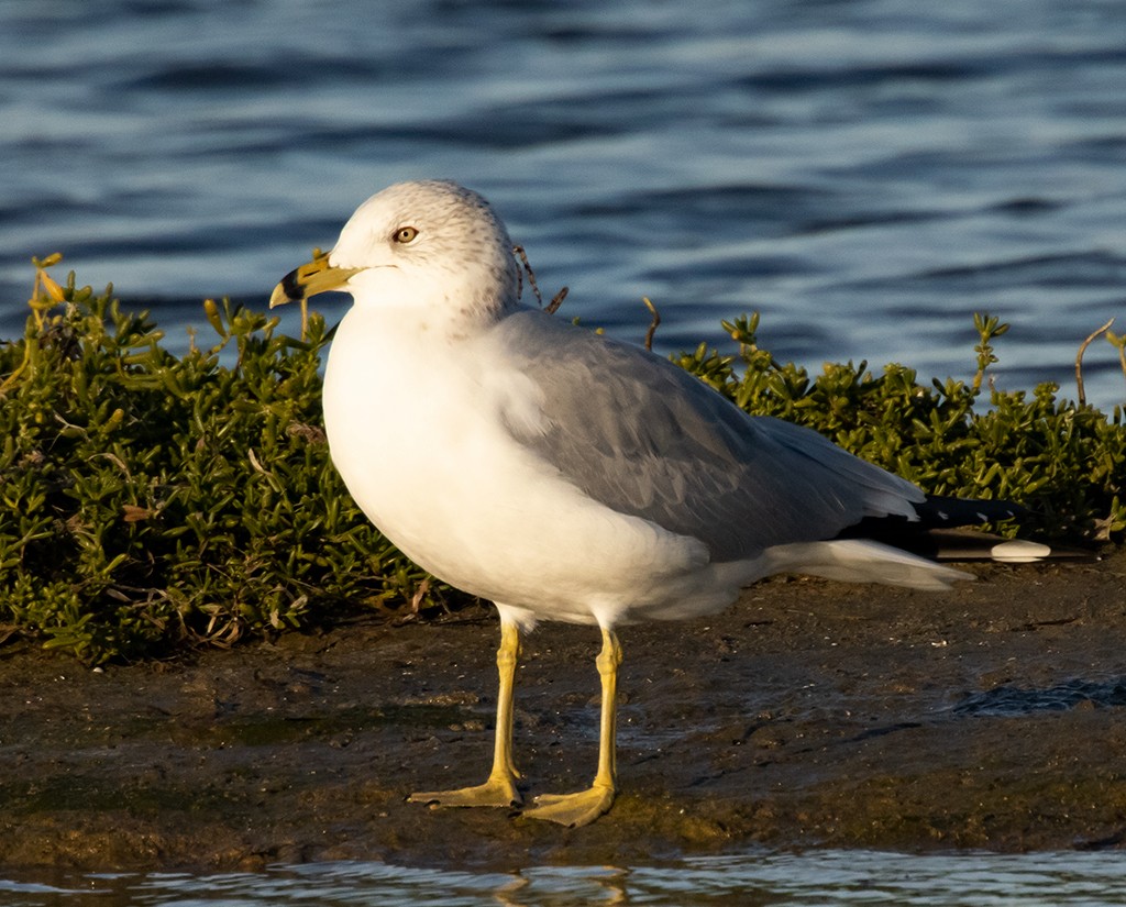 Ring-billed Gull - ML614141559