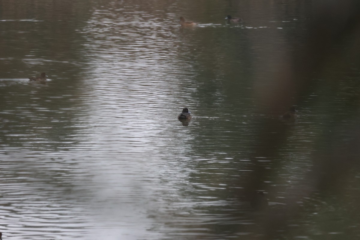 Tufted Duck - ML614141697