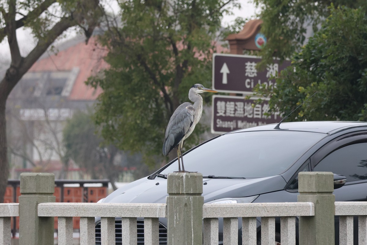 Gray Heron - ML614141705