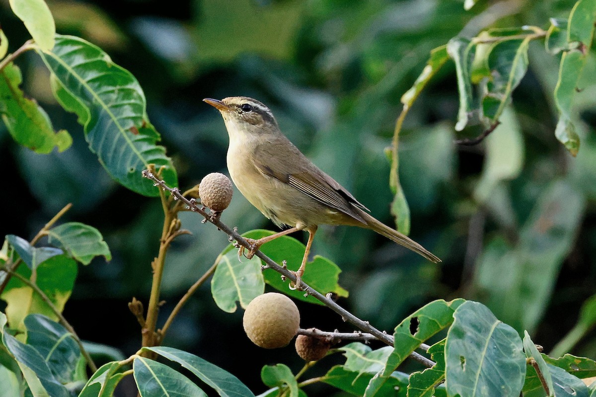 Yellow-streaked Warbler - Martin Hosier