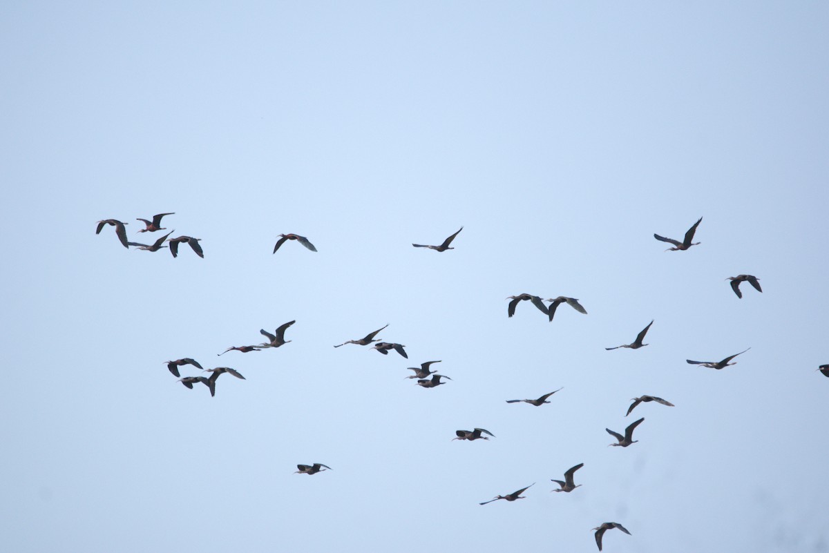 Glossy Ibis - Bright Roy