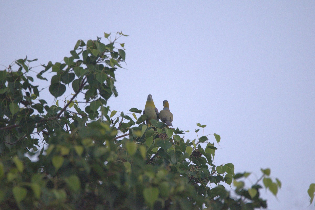 Yellow-footed Green-Pigeon - ML614141729