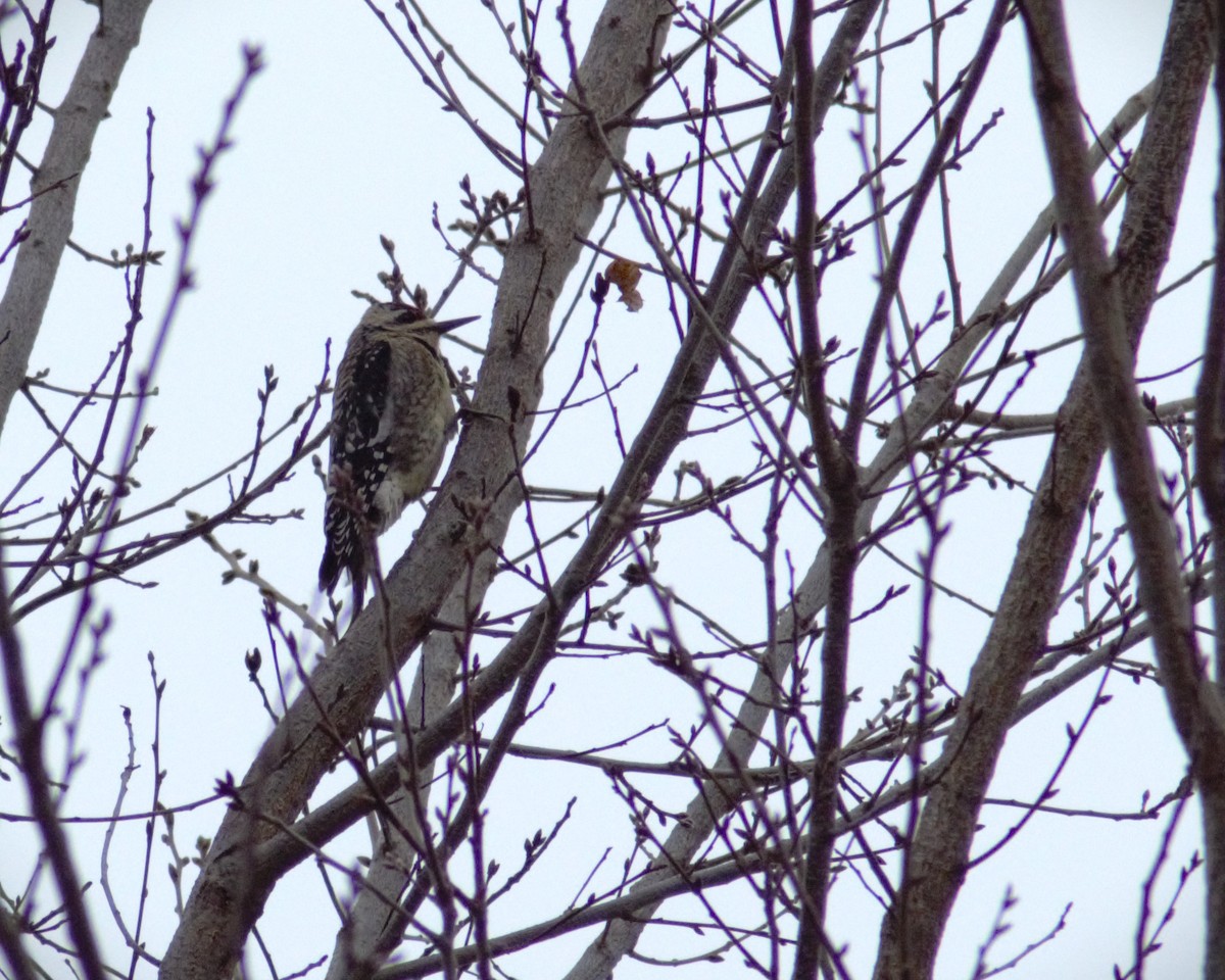 Yellow-bellied Sapsucker - ML614141802