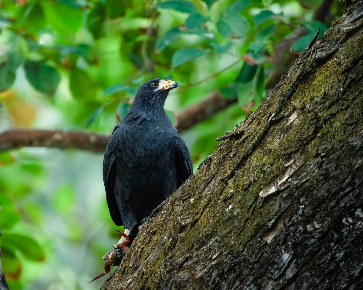 Common Black Hawk - ML614141837