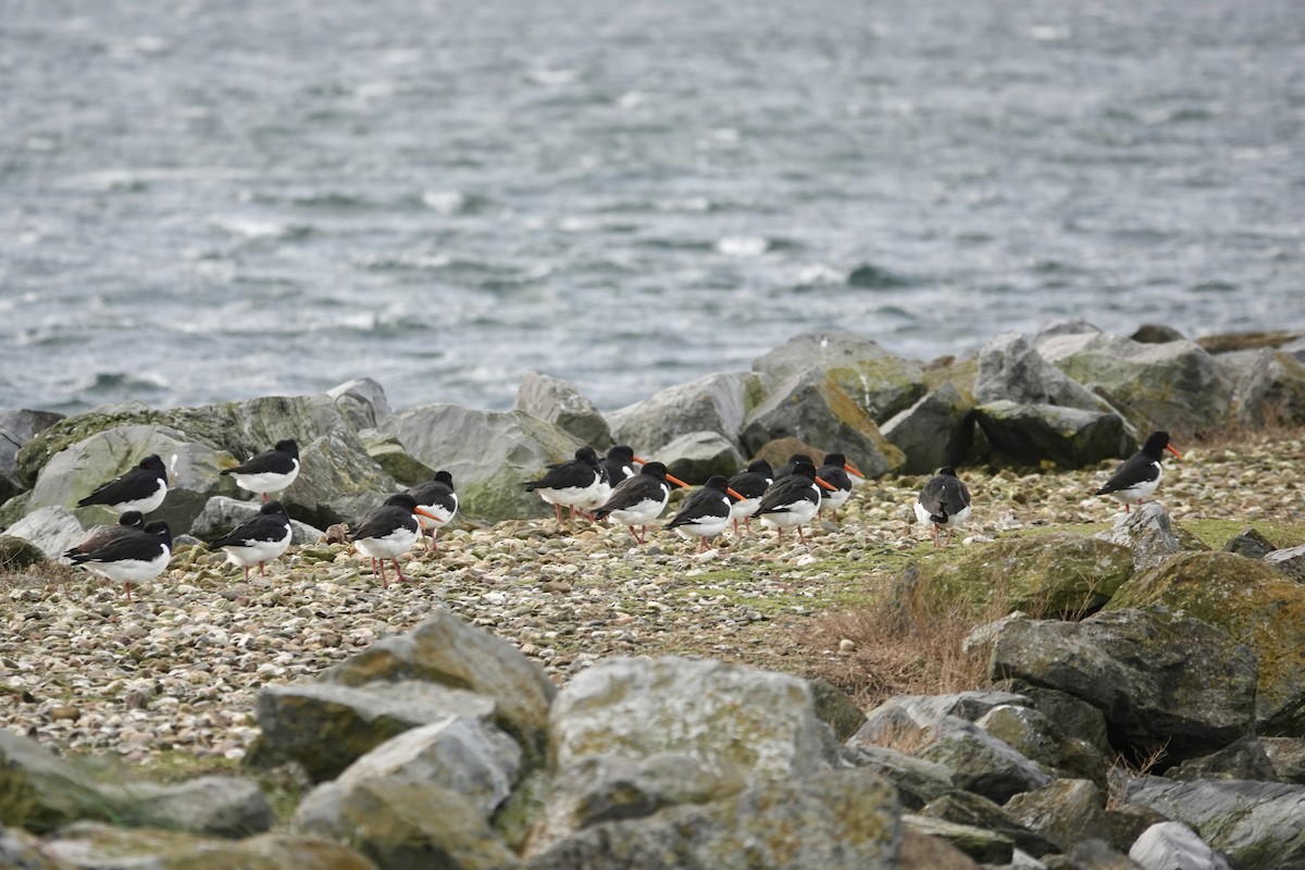 Eurasian Oystercatcher - Anonymous