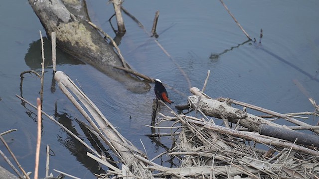 Халзан гал сүүлт - ML614141872