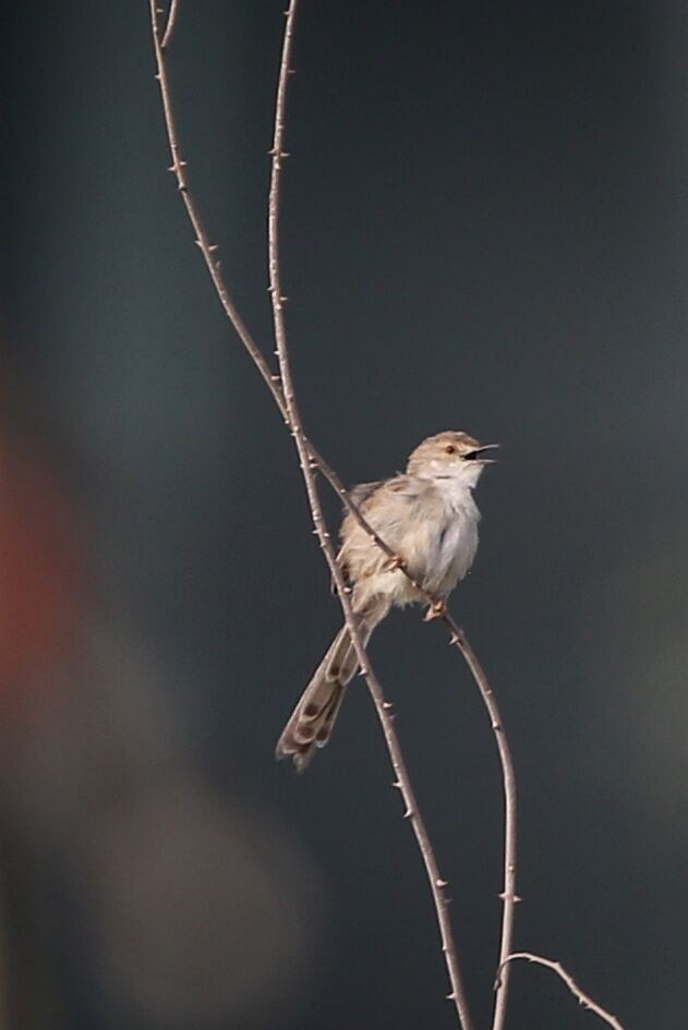 Delicate Prinia - ML614141879