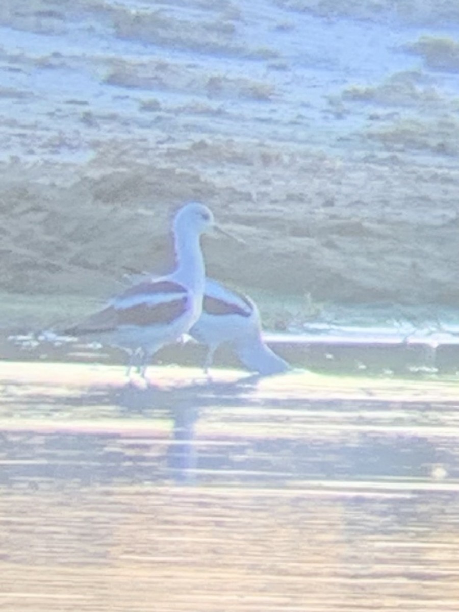 Avoceta Americana - ML614141880