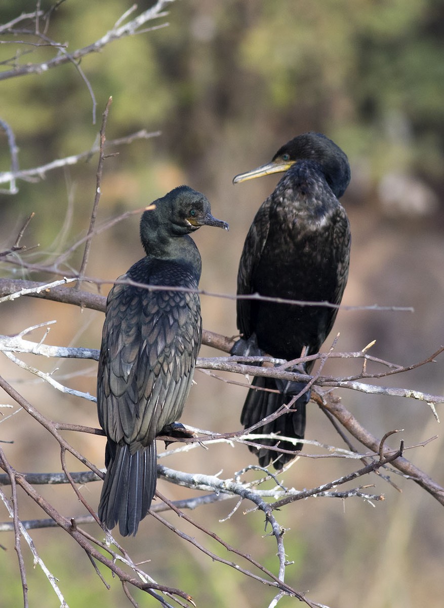 Little/Indian Cormorant - ML614141900