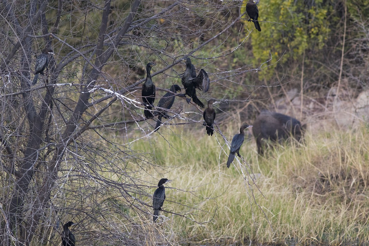 Little Cormorant - ML614141901