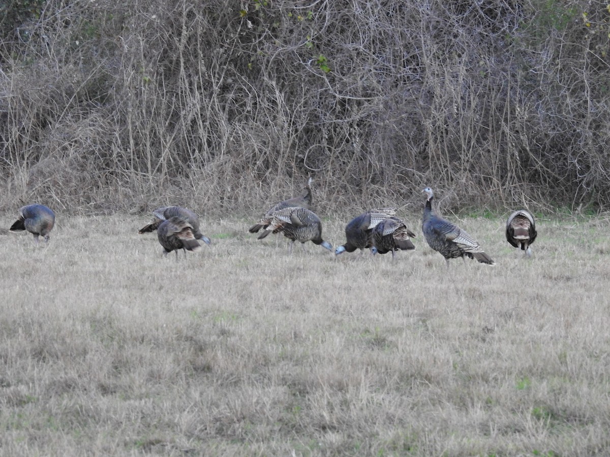 eBird Checklist - 28 Jan 2024 - Aransas National Wildlife Refuge ...