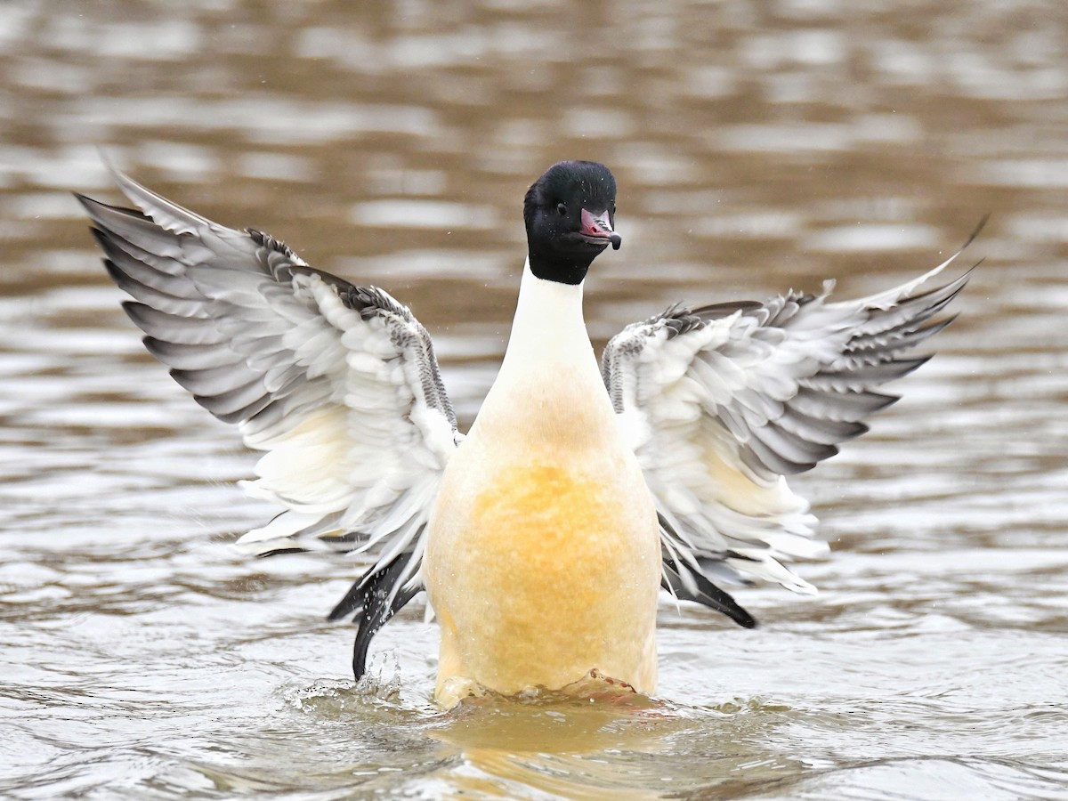 Common Merganser - ML614141964