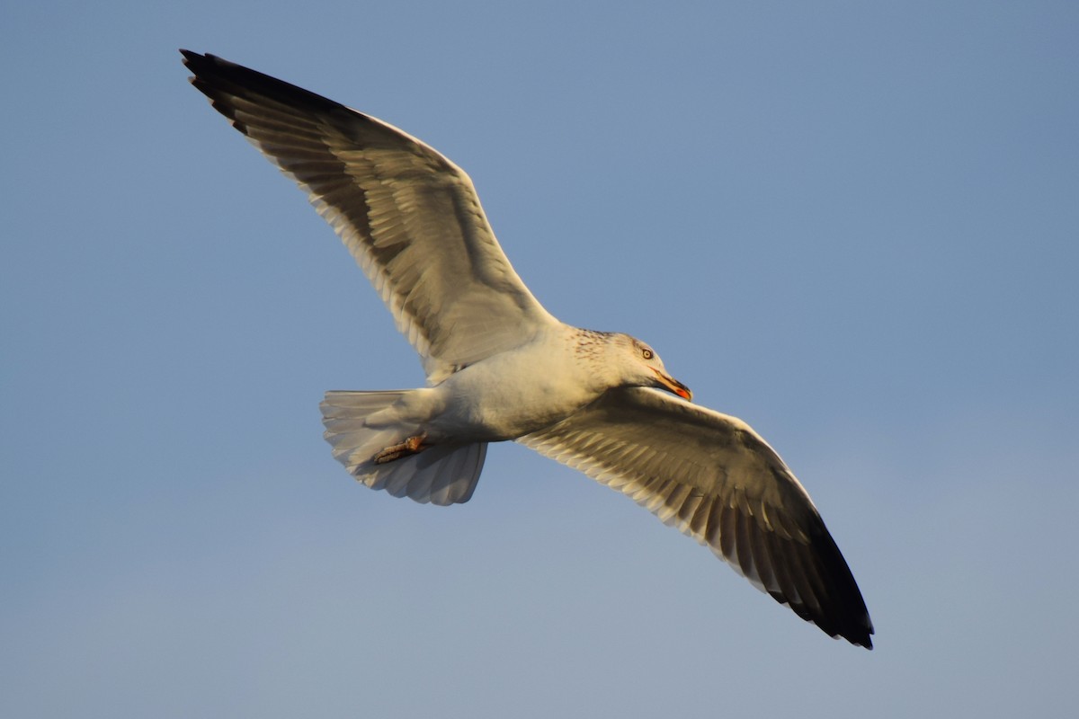 Lesser Black-backed Gull - ML614141969