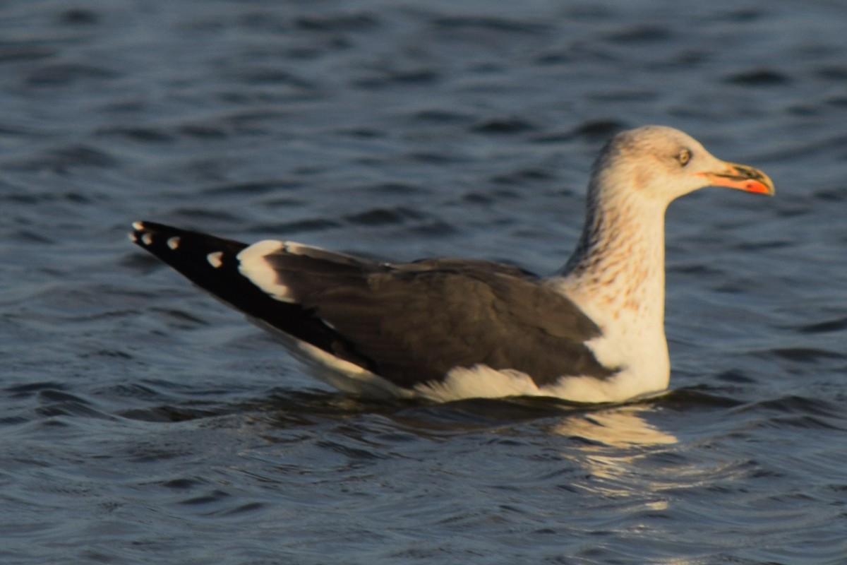 Lesser Black-backed Gull - ML614141972