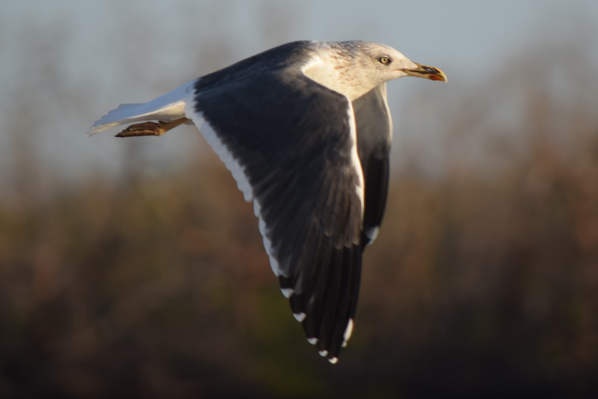 Lesser Black-backed Gull - ML614141982