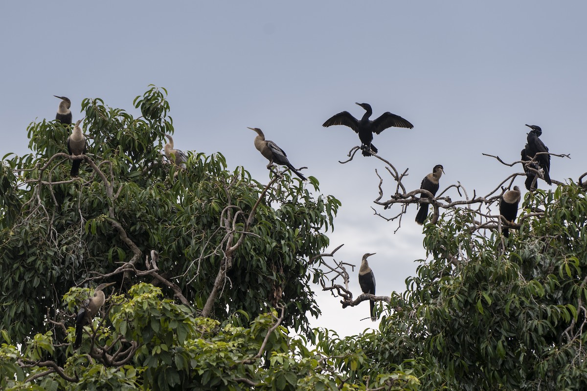 anhinga americká - ML614141985