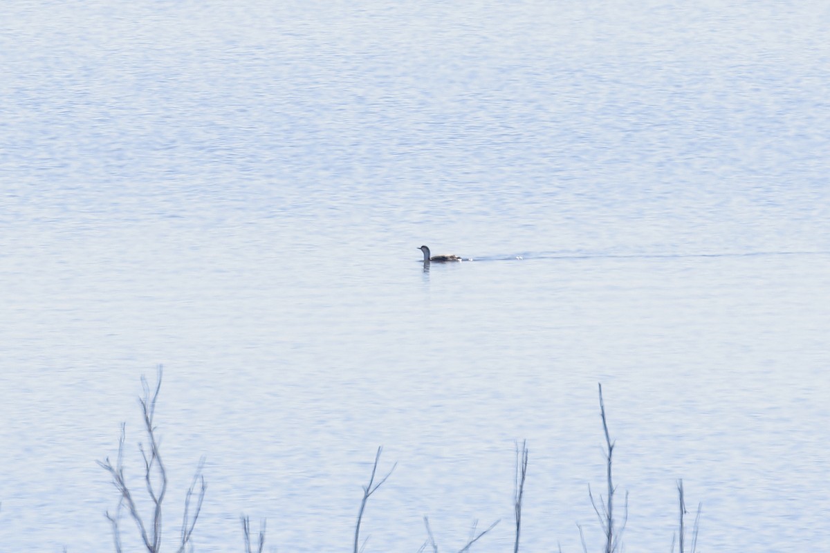 potáplice malá - ML614142005