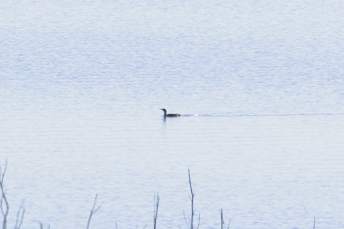 potáplice malá - ML614142007