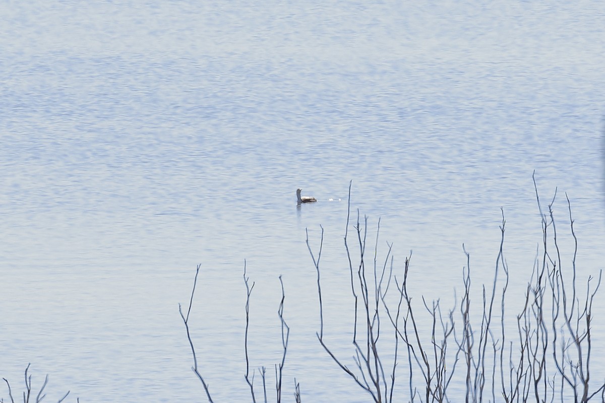 potáplice malá - ML614142009