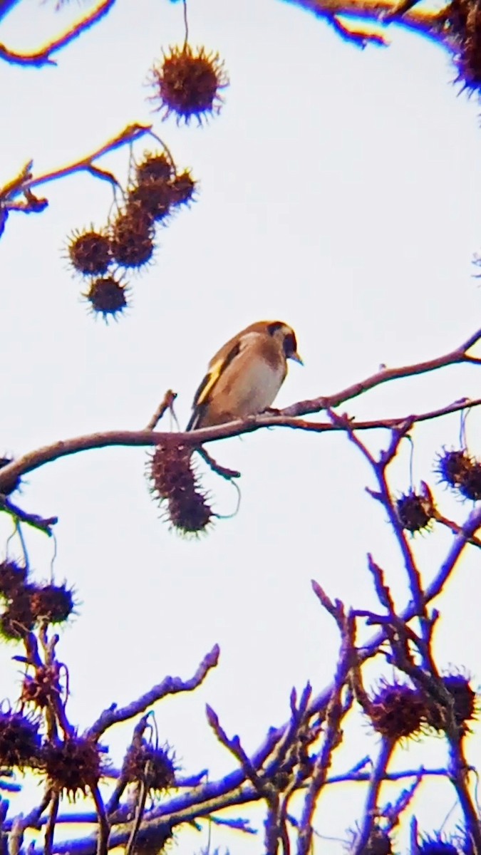 European Goldfinch - ML614142052