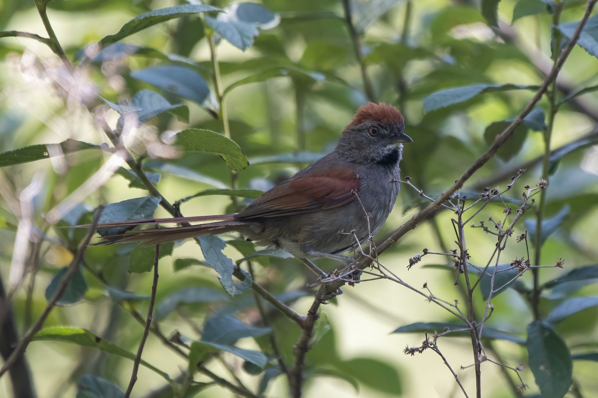 Sooty-fronted Spinetail - ML614142105