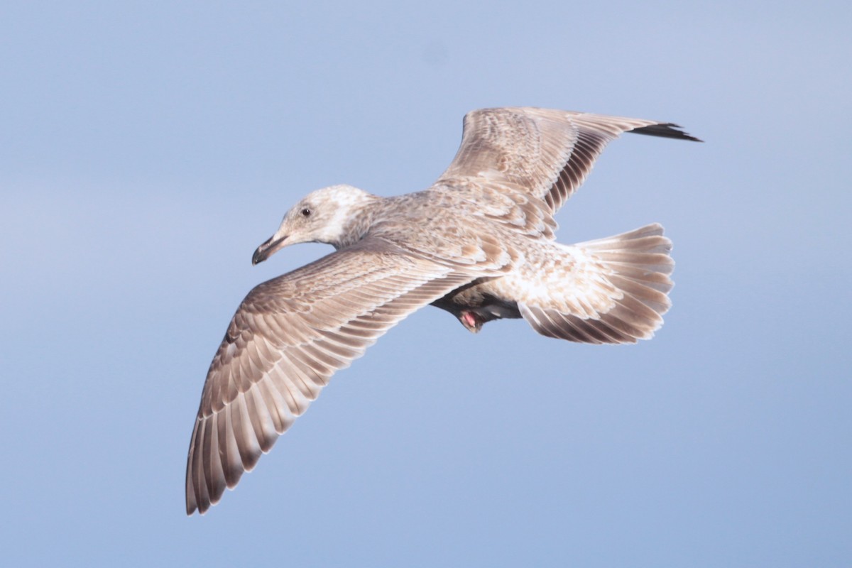 Gaviota de Kamchatka - ML614142110