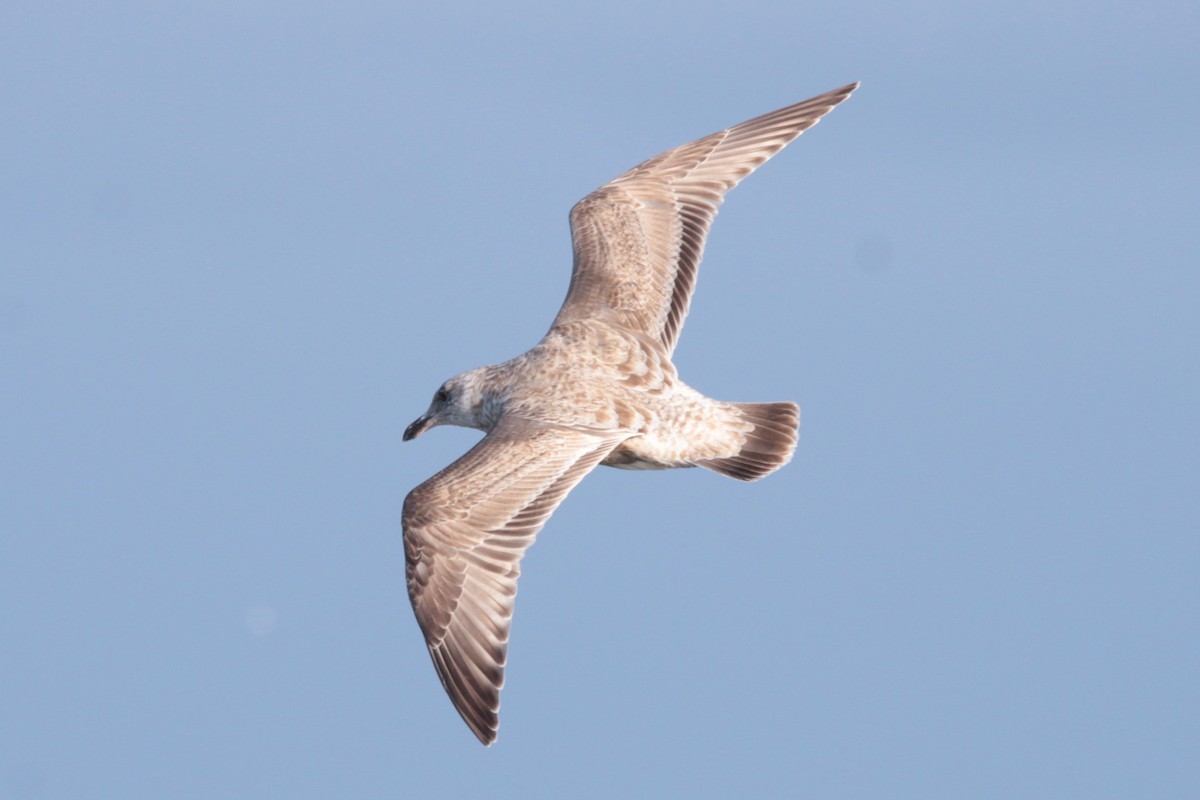 Slaty-backed Gull - ML614142111