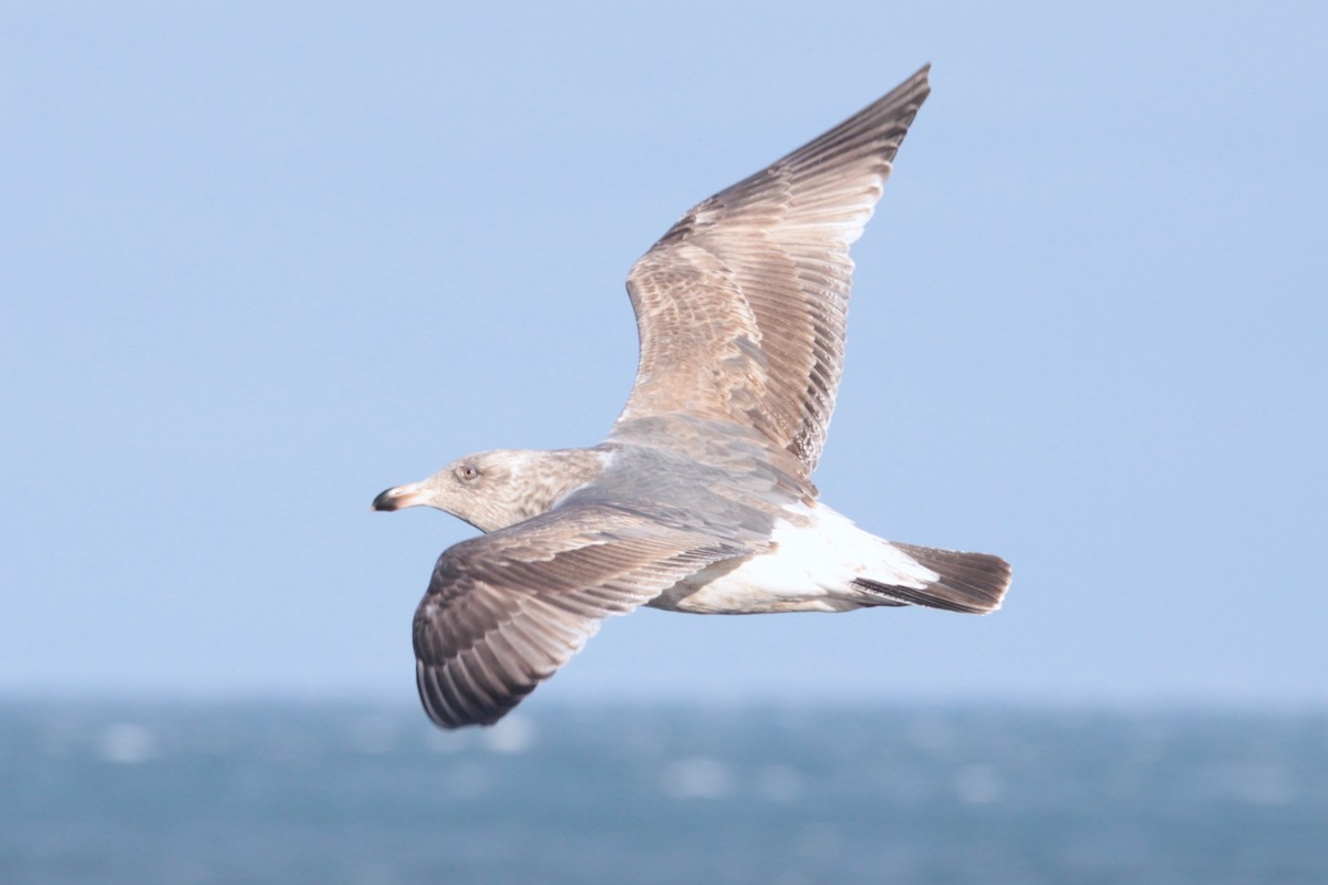 Slaty-backed Gull - ML614142144
