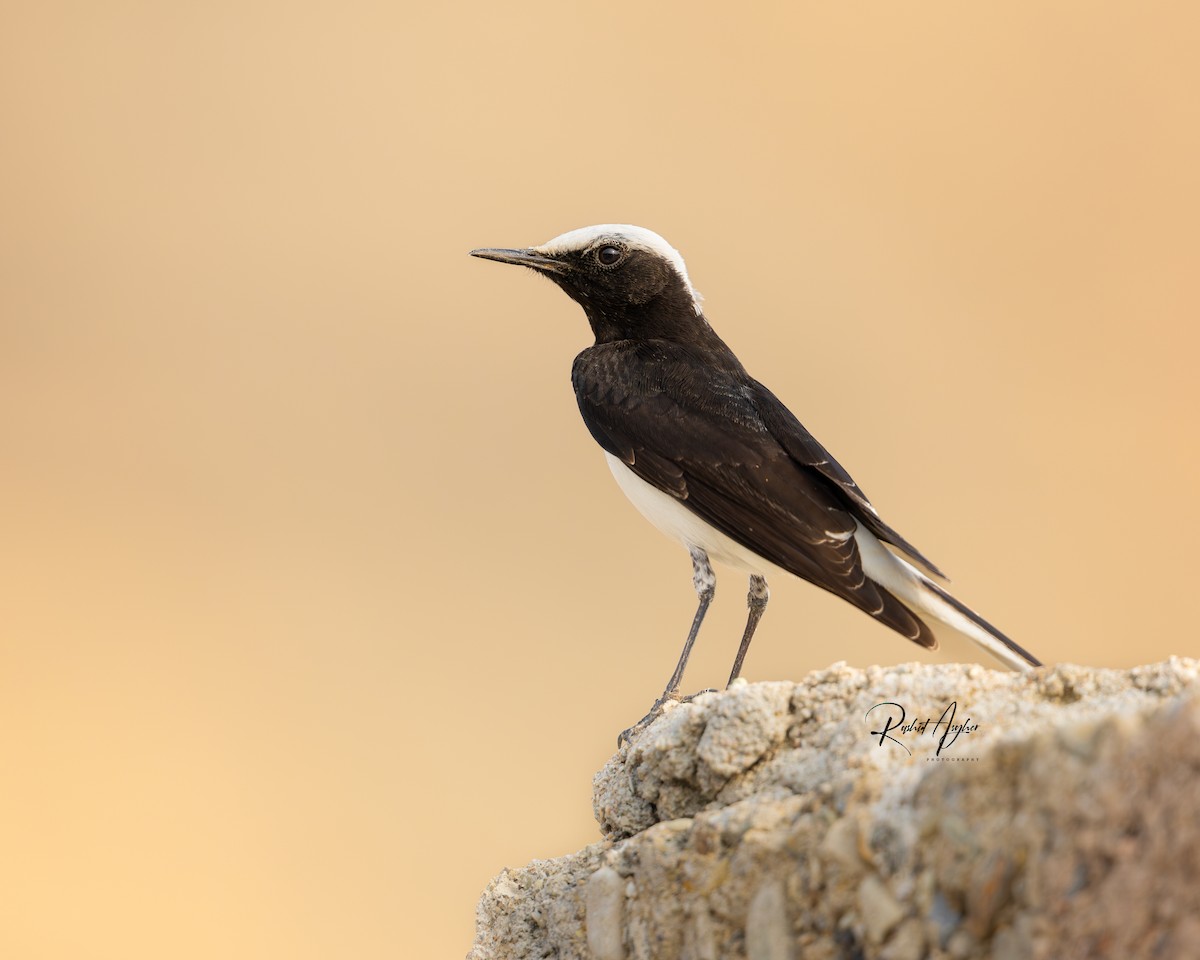 Hooded Wheatear - ML614142163