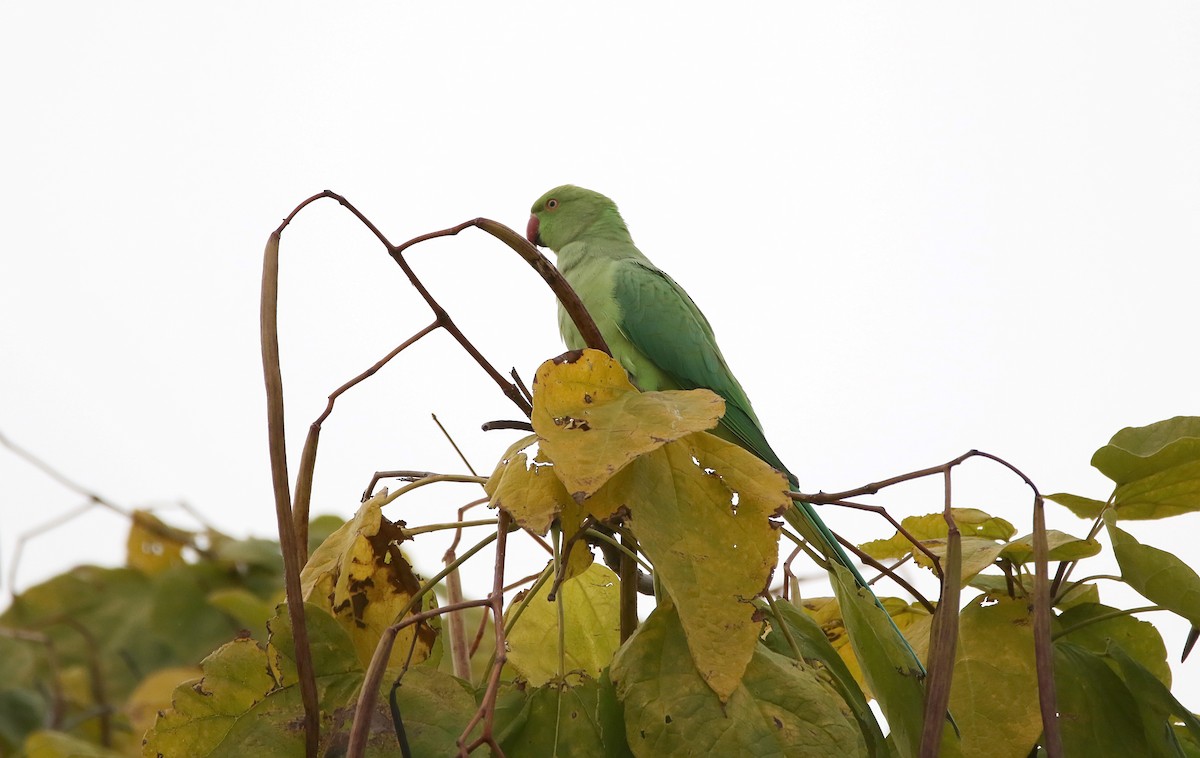 Rose-ringed Parakeet - ML614142191