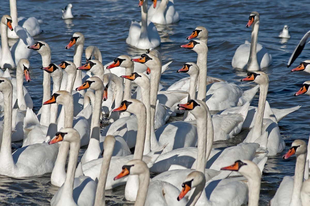 Mute Swan - Миша Zlatarov