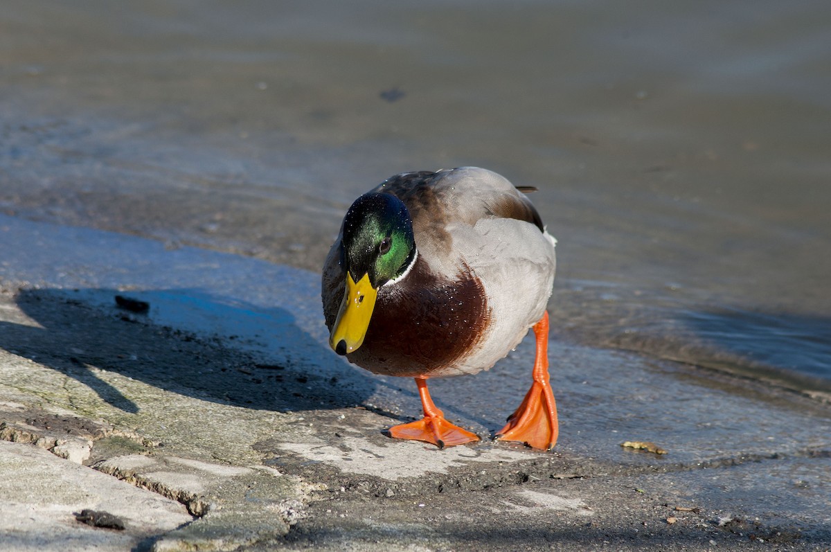 Mallard - Миша Zlatarov