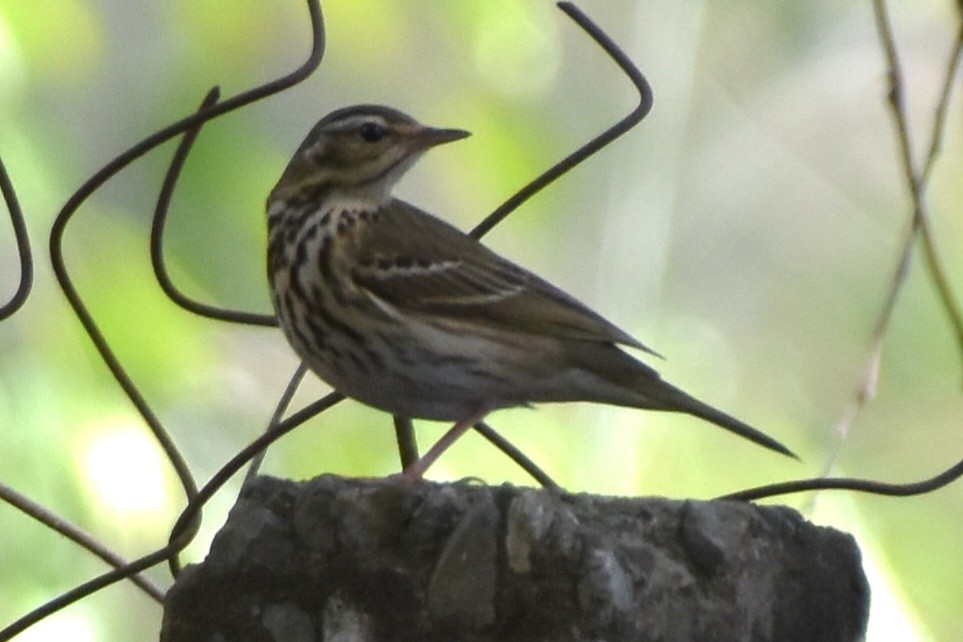 Pipit à dos olive - ML614142332