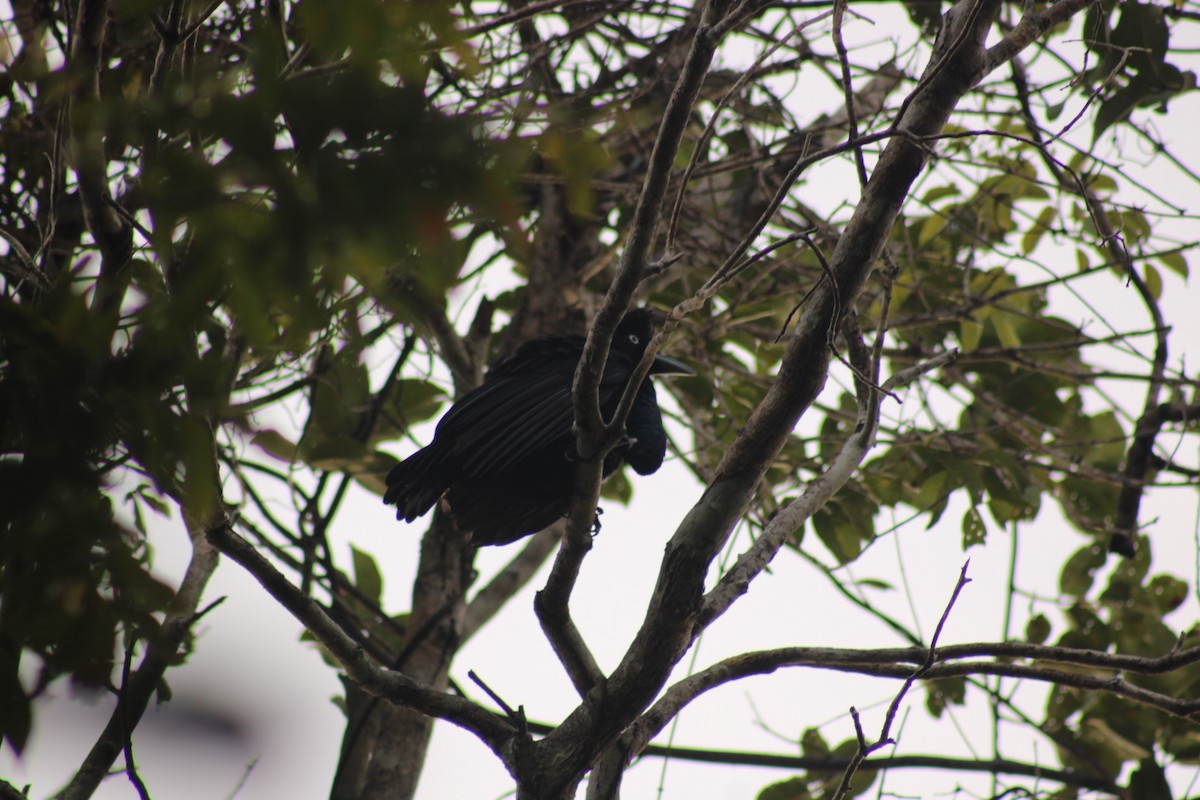 Амазонская зонтичная птица - ML614142344