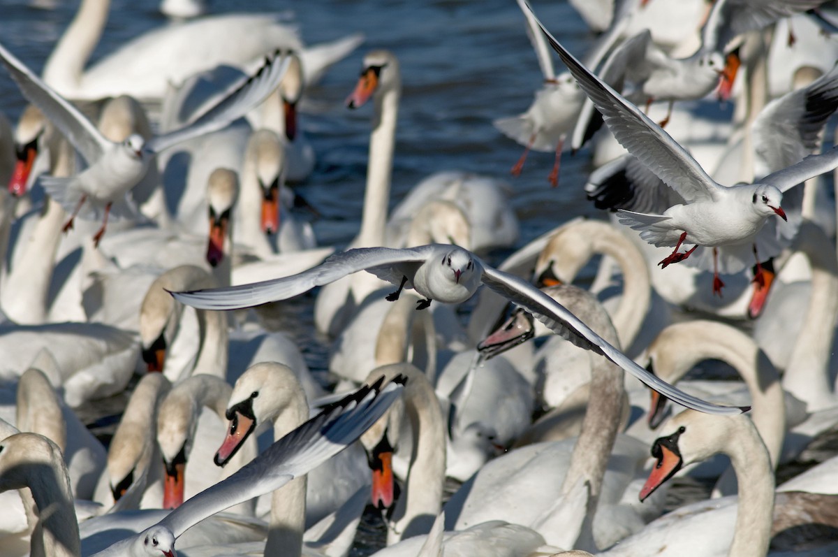 Black-headed Gull - ML614142345