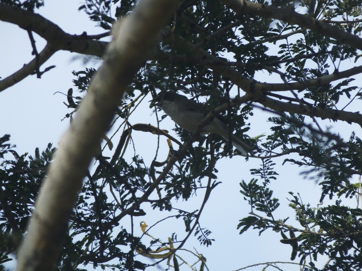 Eastern Orphean Warbler - ML614142389