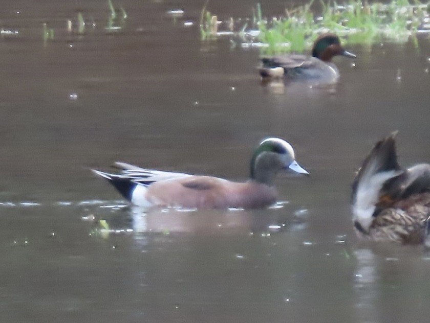 American Wigeon - ML614142405