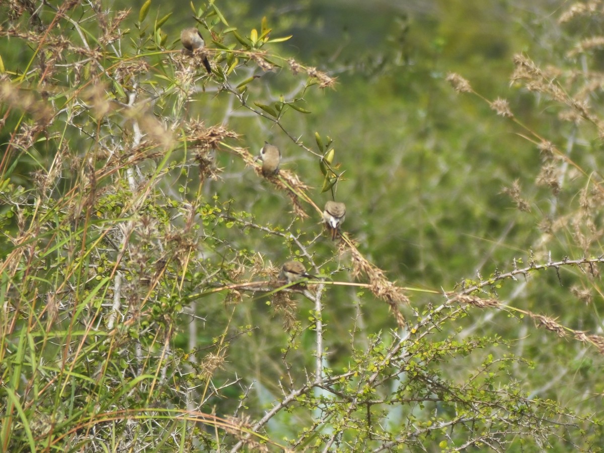 Indian Silverbill - ML614142416