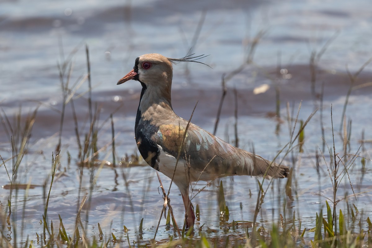 Southern Lapwing - Forrest English