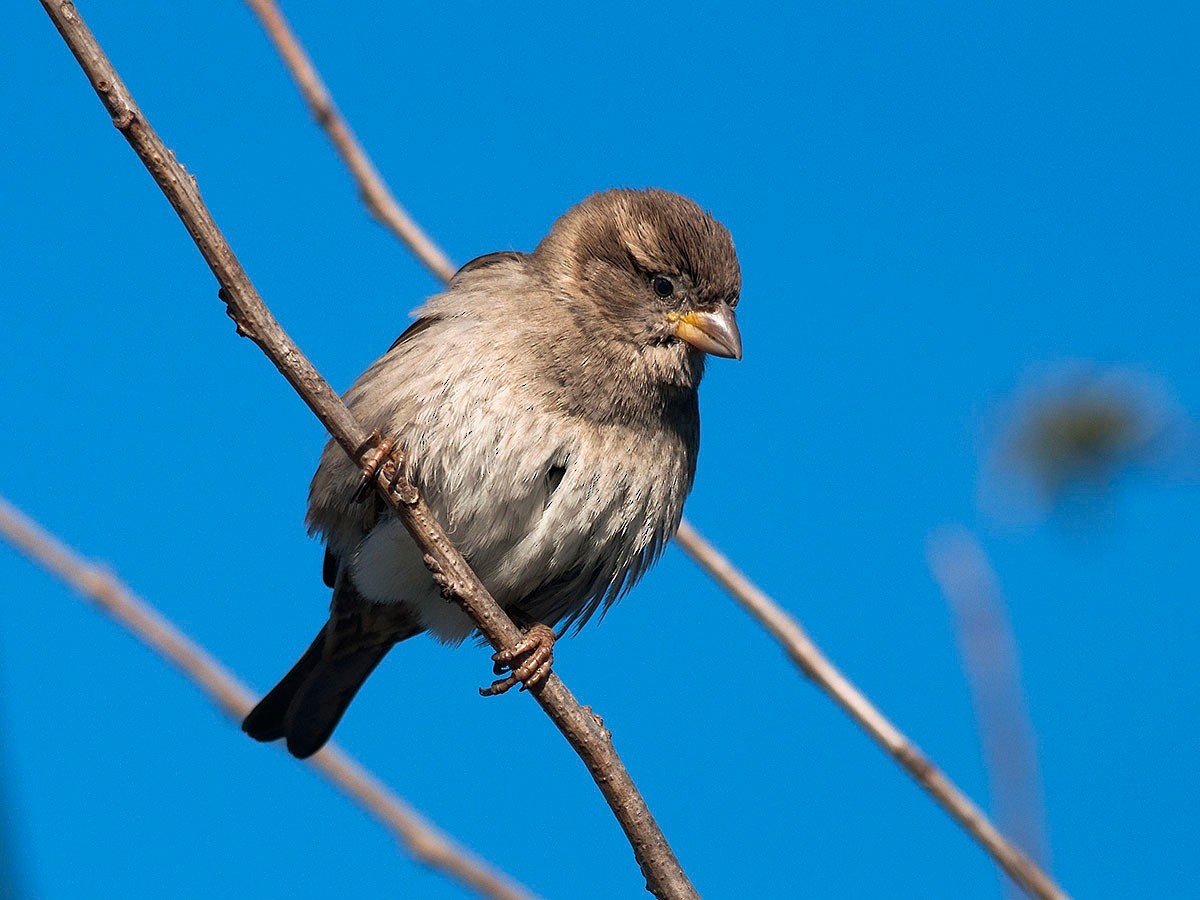 Moineau domestique - ML614142426