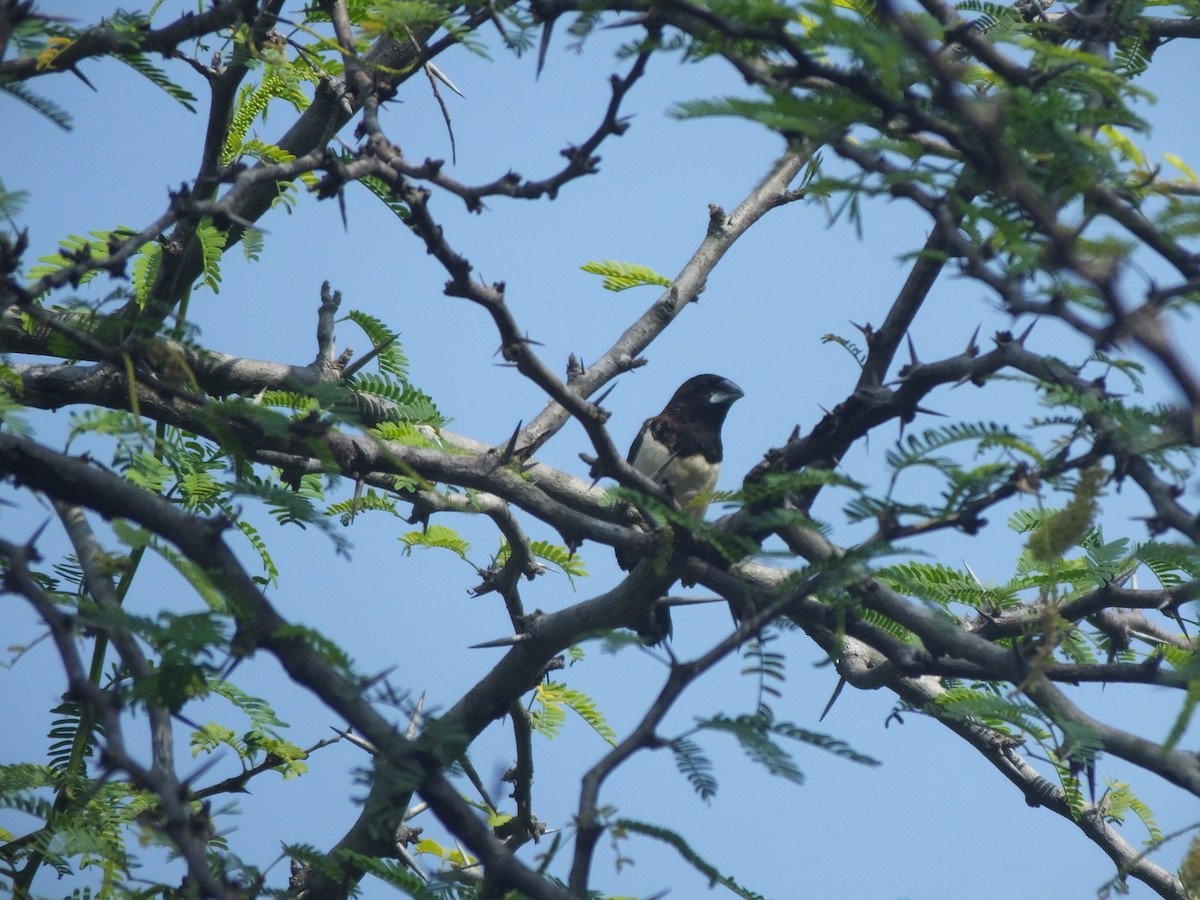 Tricolored Munia - ML614142431