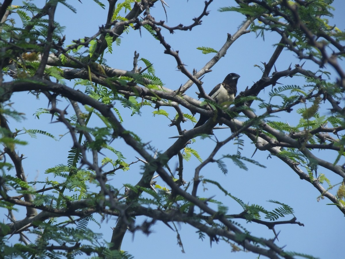 Tricolored Munia - ML614142432