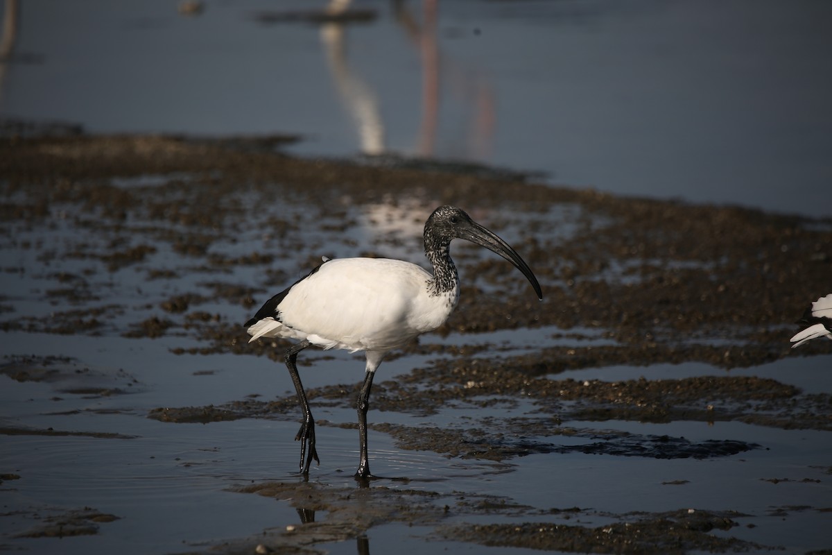 ibis posvátný - ML614142433