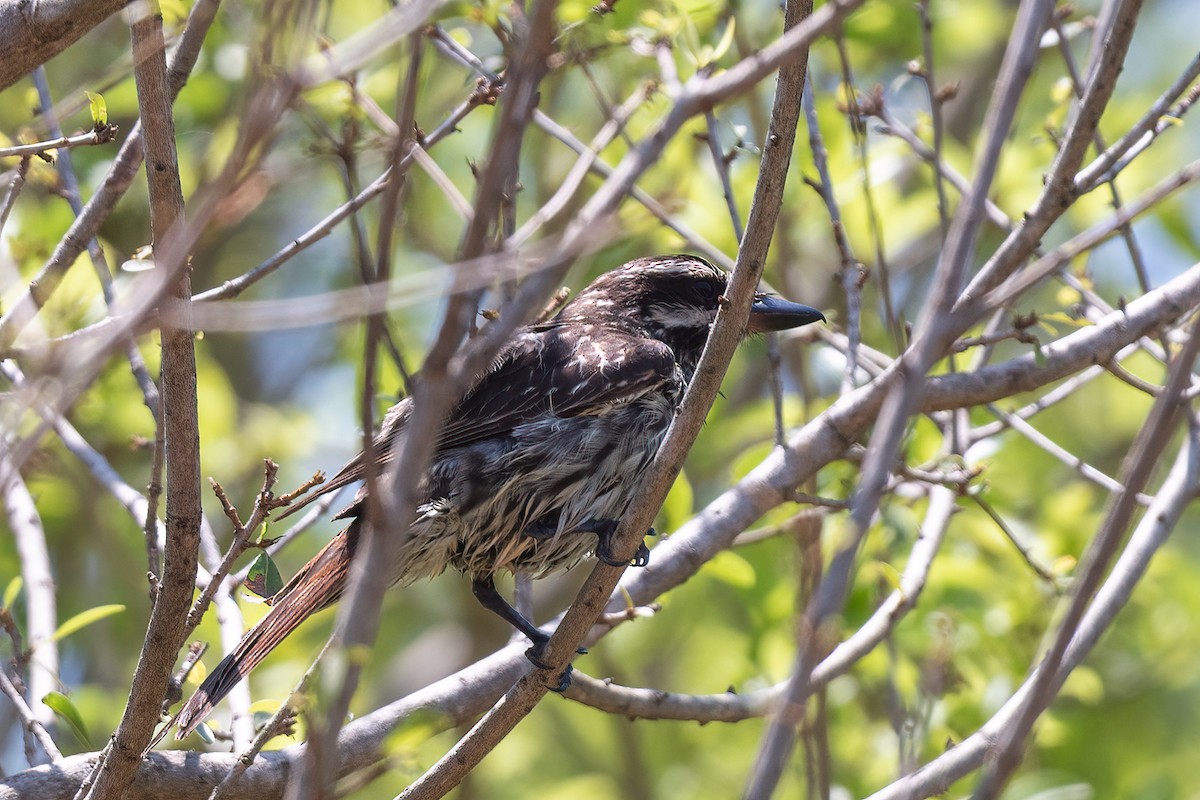 Streaked Flycatcher - ML614142461