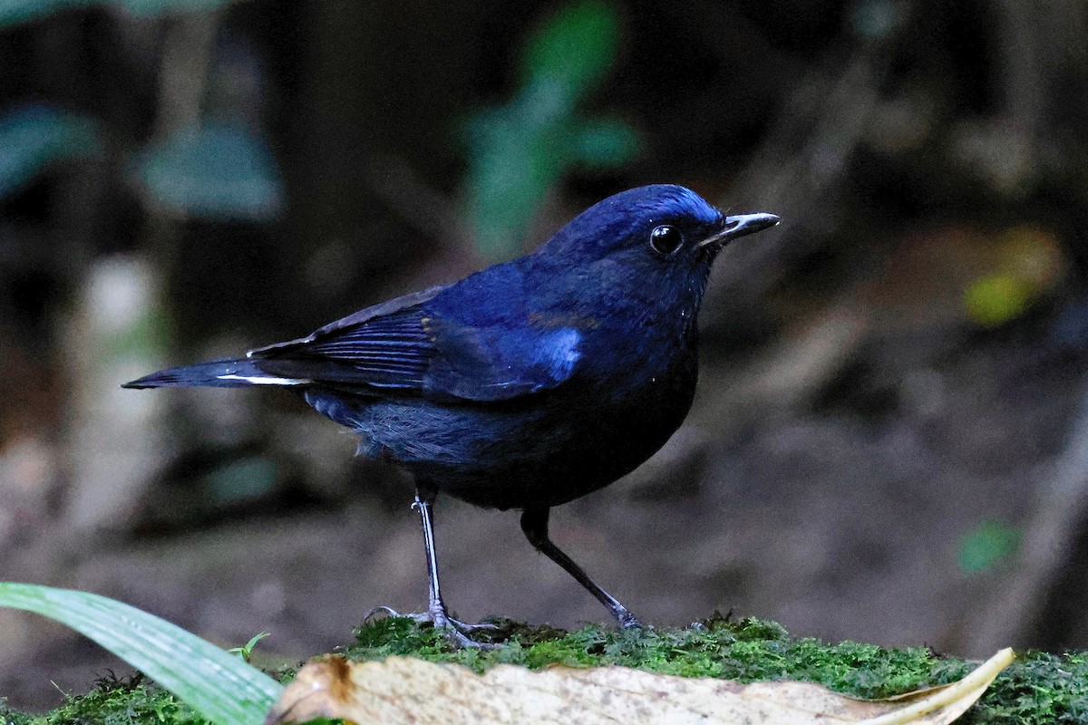 White-tailed Robin (White-tailed) - ML614142495