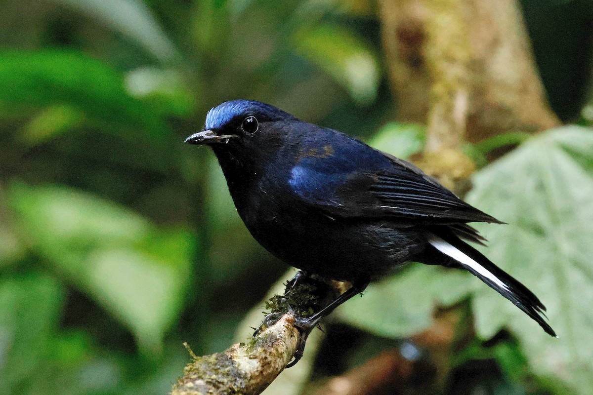 White-tailed Robin (White-tailed) - ML614142501