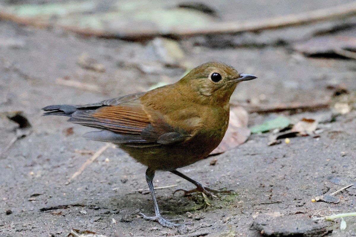 White-tailed Robin (White-tailed) - ML614142503