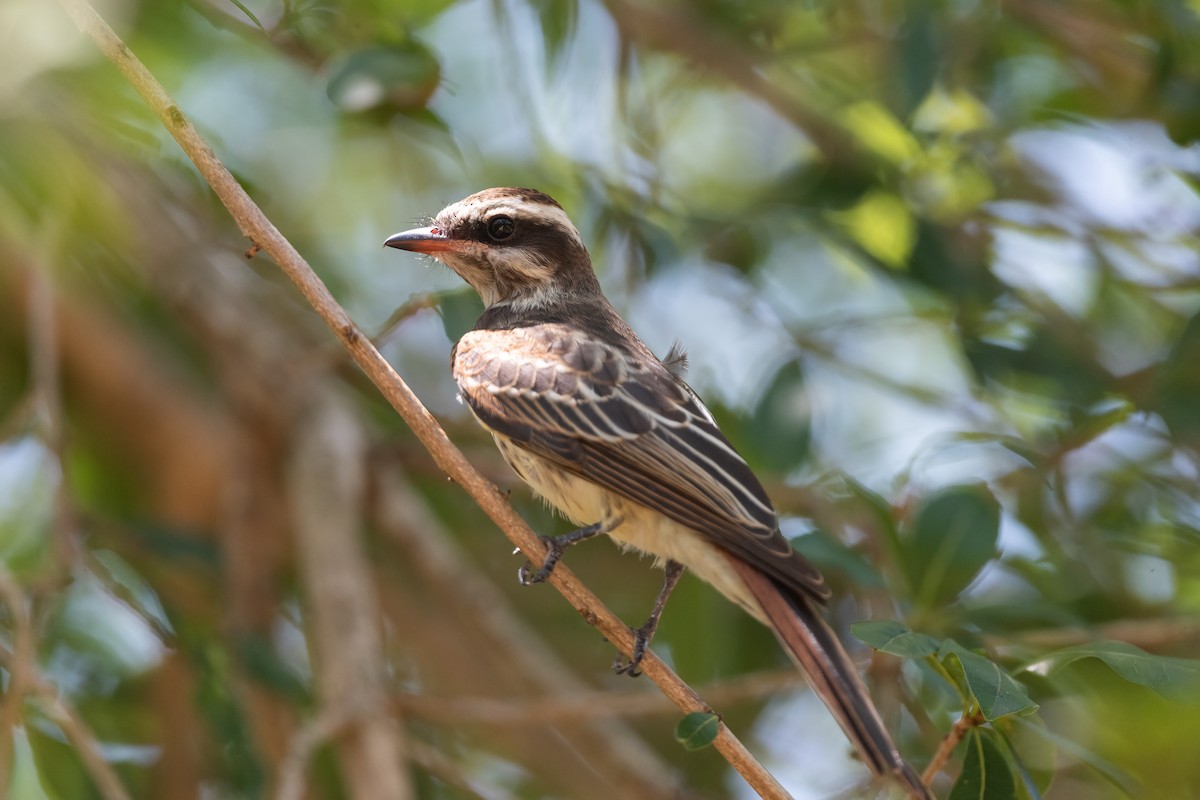 Variegated Flycatcher - ML614142507